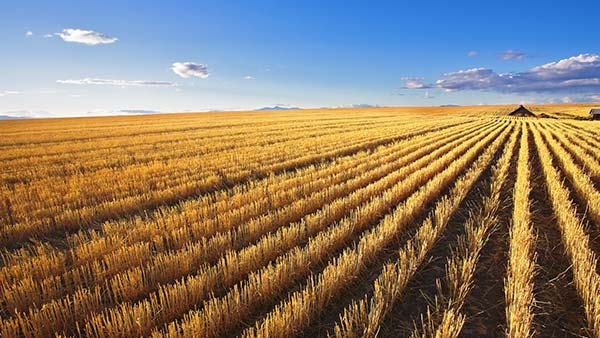 Montana Wheat Field